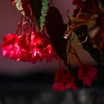 Villa Marianthy Kefalonia *