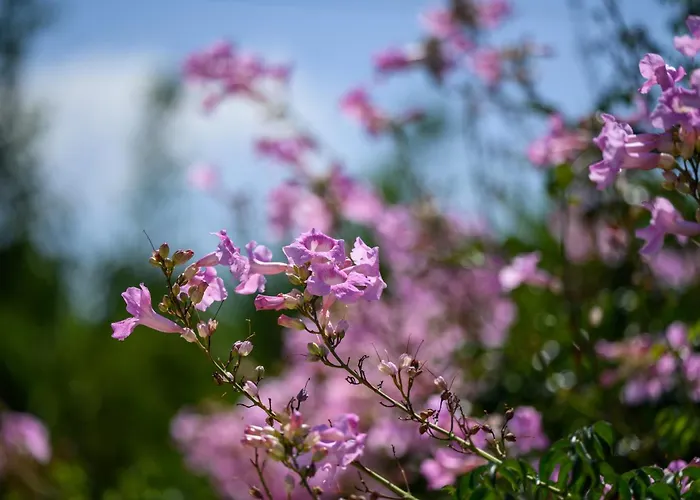 Marianthy Kefalonia * Tzamarelata