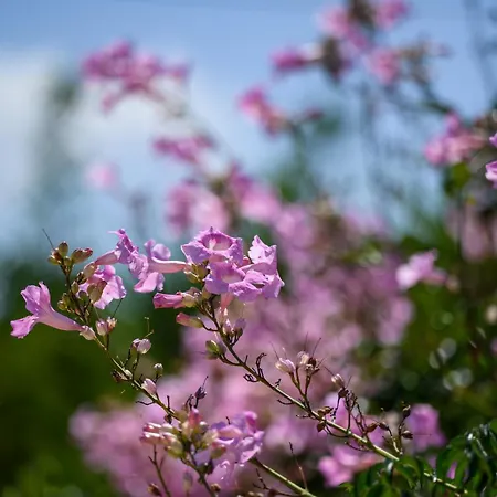 Marianthy Kefalonia Vila *