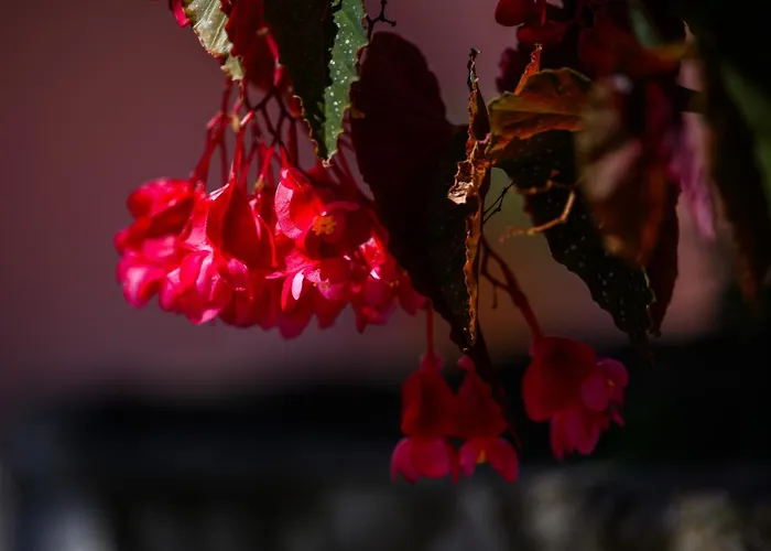 Villa Marianthy Kefalonia *